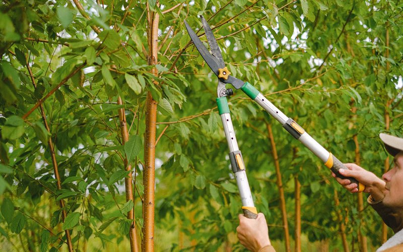 Tree trimming in Wellpinit, WA