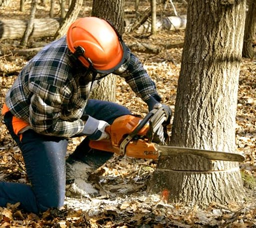 Tree Removal in Wellpinit, WA